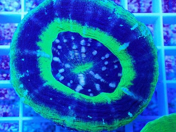 画像2: No.24 オーストラリア産 スコリミア UFO (2)