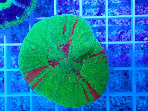 画像1: No.25 オーストラリア産 スコリミア Bleeding Apple (1)