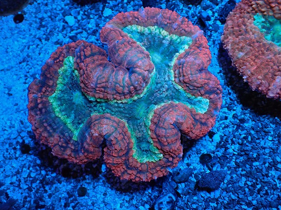 画像1: No.1 オーストラリア産 ハナガタサンゴ ツートン (1)