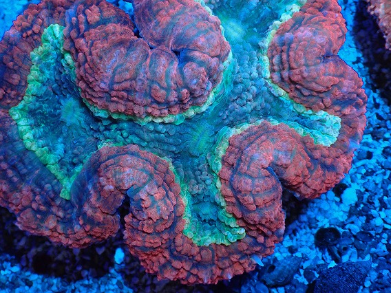 画像2: No.1 オーストラリア産 ハナガタサンゴ ツートン (2)