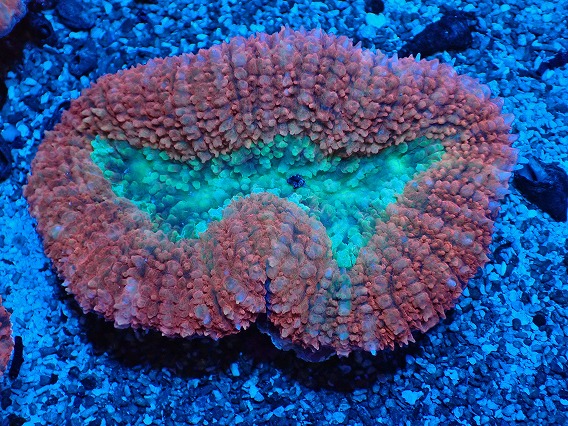 画像1: No.2 オーストラリア産 ハナガタサンゴ ツートン (1)