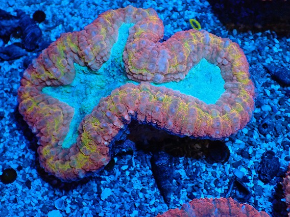 画像1: No.3 オーストラリア産 ハナガタサンゴ マルチカラー (1)