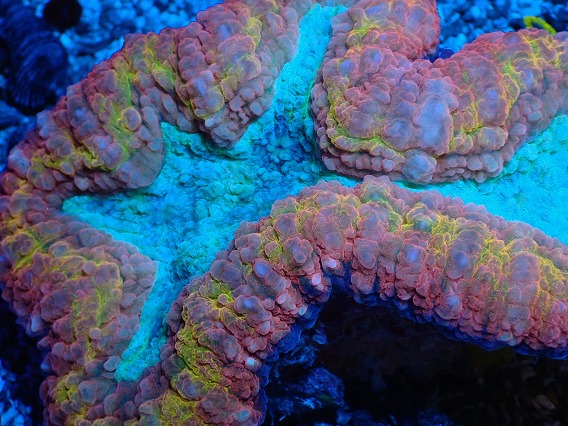 画像2: No.3 オーストラリア産 ハナガタサンゴ マルチカラー (2)