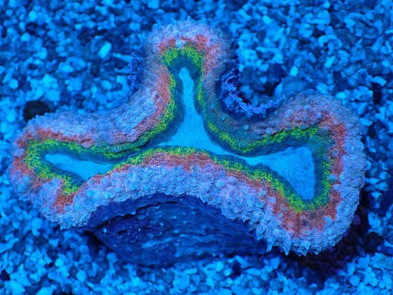 画像1: No.4 オーストラリア産 ハナガタサンゴ マルチカラー (1)