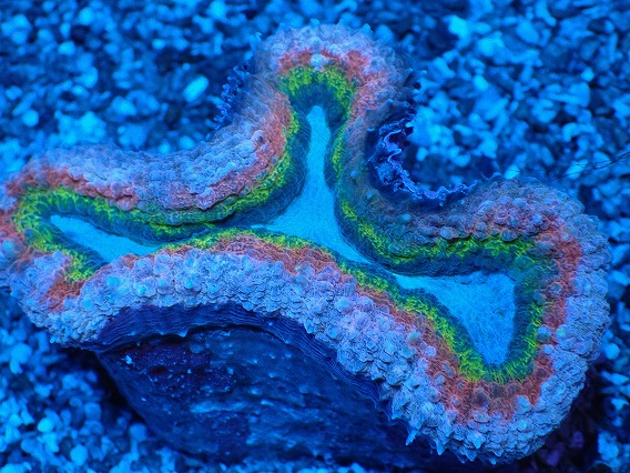 画像2: No.4 オーストラリア産 ハナガタサンゴ マルチカラー (2)