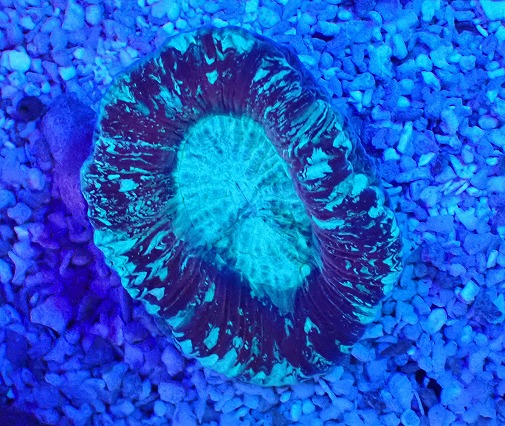 画像2: No.1 オーストラリア産 オオバナサンゴ レッド (2)