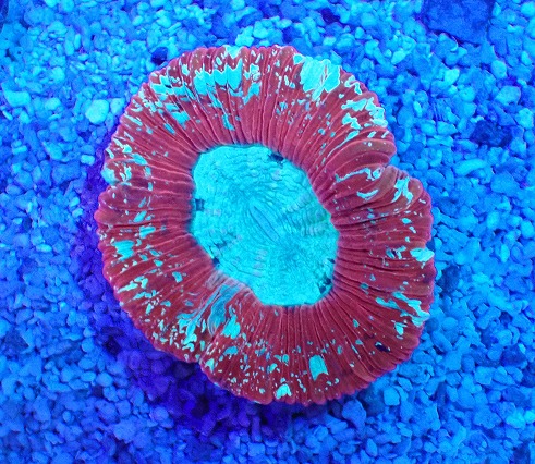 画像1: No.5 オーストラリア産 オオバナサンゴ レッド (1)