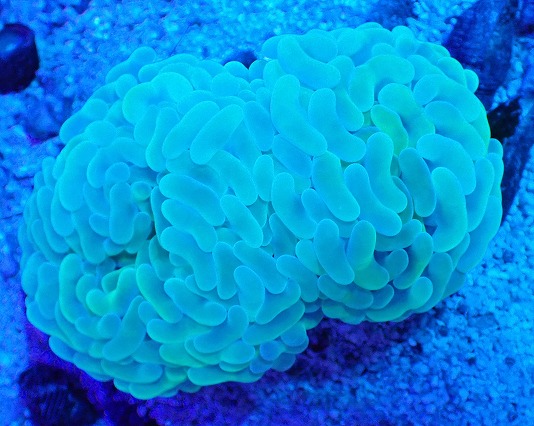 画像2: No.1 オーストラリア産 ナガレハナサンゴ ステルスグリーン (2)