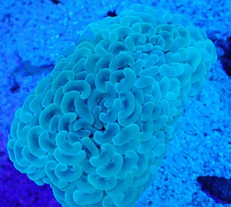 画像2: No.3 オーストラリア産 ナガレハナサンゴ ステルスグリーン (2)