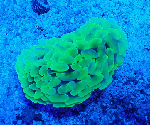 画像1: No.4 オーストラリア産 ナガレハナサンゴ  Blotchy Toxic (1)