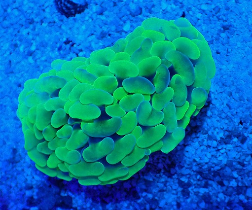 画像2: No.4 オーストラリア産 ナガレハナサンゴ  Blotchy Toxic (2)