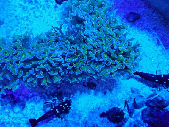 画像2: No.5 オーストラリア産 ナガレハナサンゴ 茎グリーン (2)