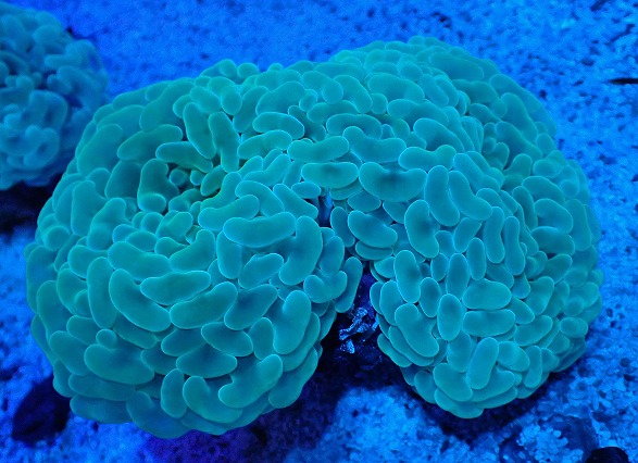 画像1: No.6 オーストラリア産 ナガレハナサンゴ ステルスグリーン (1)