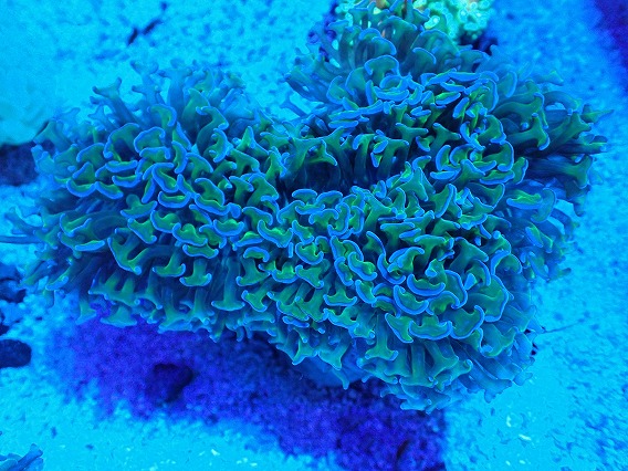 画像1: No.8 オーストラリア産 ナガレハナサンゴ 茎グリーン (1)