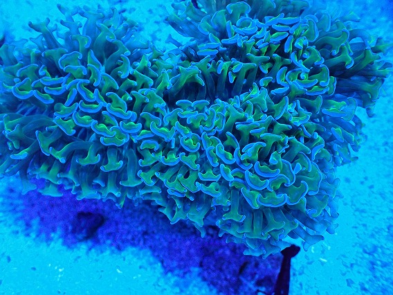 画像2: No.8 オーストラリア産 ナガレハナサンゴ 茎グリーン (2)