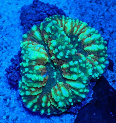 画像1: No.6 オーストラリア産 ハナガタサンゴ マルチカラー (1)