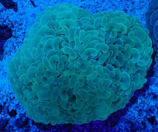 画像1: No.10 オーストラリア産 ナガレハナサンゴ ステルスグリーン (1)