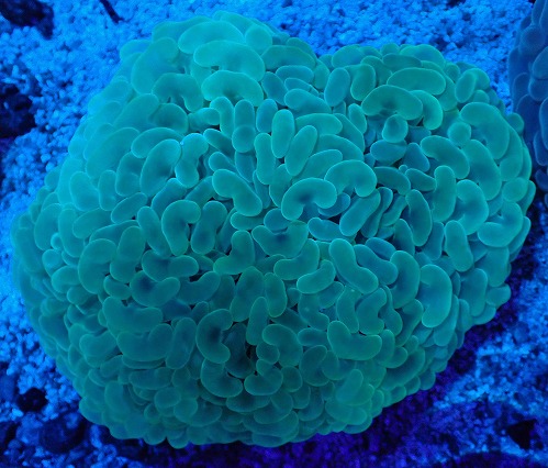 画像2: No.10 オーストラリア産 ナガレハナサンゴ ステルスグリーン (2)