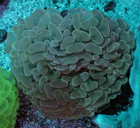 画像1: No.11 オーストラリア産 ナガレハナサンゴ オレンジ (1)