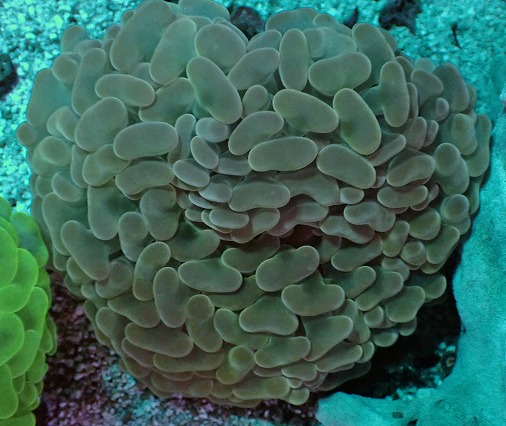 画像2: No.11 オーストラリア産 ナガレハナサンゴ オレンジ (2)