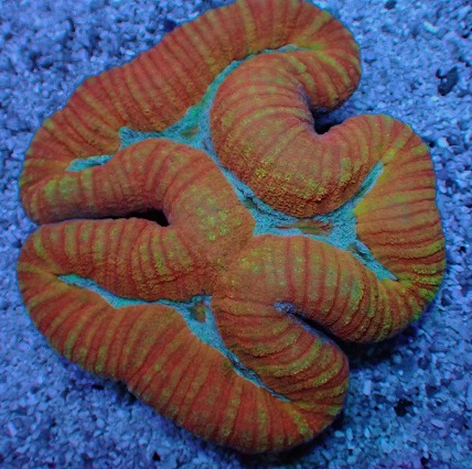 画像2: No.7 オーストラリア産 ダイノウサンゴ (2)