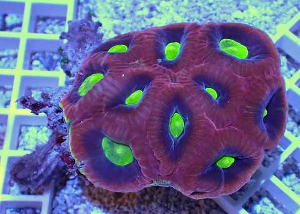 画像1: No.1 オーストラリア産 ドラゴンソウルファビア (1)