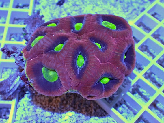 画像2: No.1 オーストラリア産 ドラゴンソウルファビア (2)