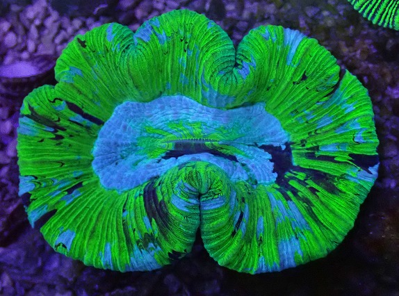 画像1: No.8 オーストラリア産 オオバナサンゴ ブルーグリーン (1)