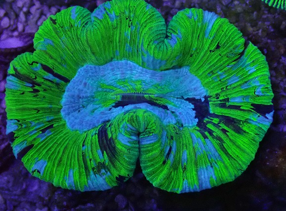 画像2: No.8 オーストラリア産 オオバナサンゴ ブルーグリーン (2)