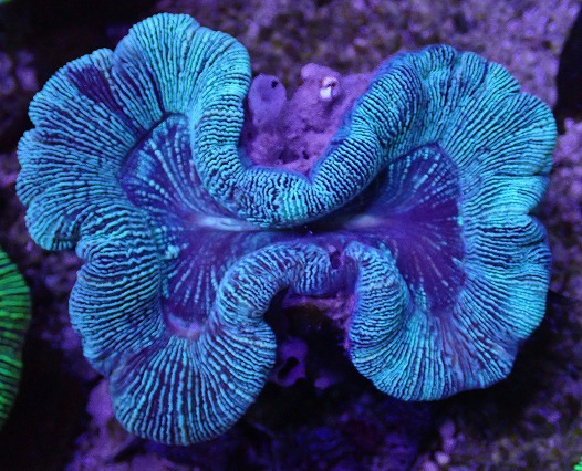 画像1: No.9 オーストラリア産 オオバナサンゴ グリーン (1)