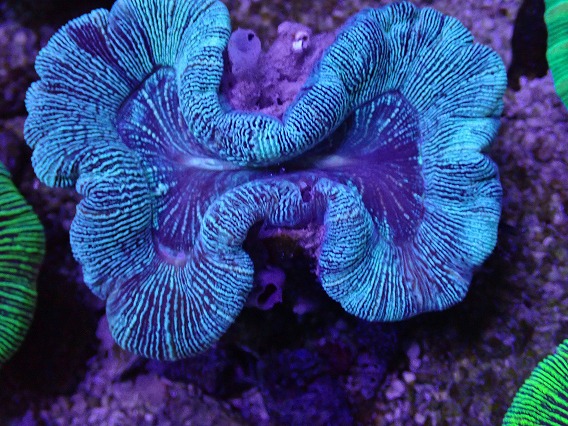 画像2: No.9 オーストラリア産 オオバナサンゴ グリーン (2)