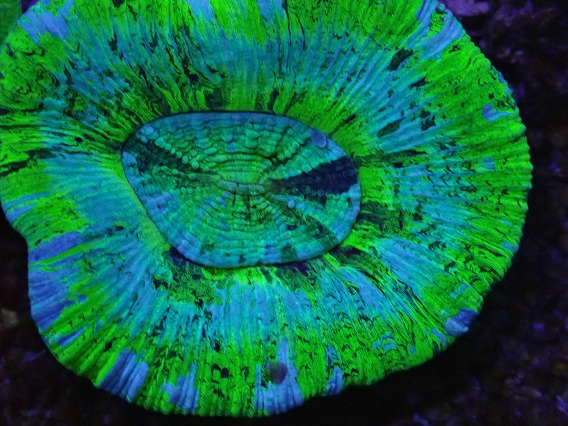 画像2: No.11 オーストラリア産 オオバナサンゴ ブルーグリーン (2)