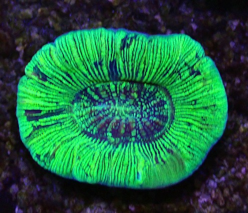 画像1: No.17 オーストラリア産 オオバナサンゴ グリーン (1)