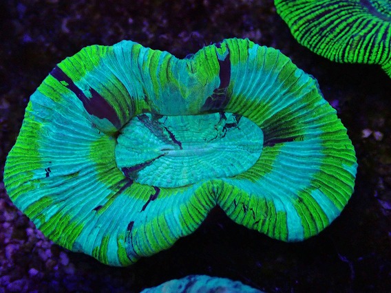 画像2: No.19 オーストラリア産 オオバナサンゴ ブルーグリーン (2)