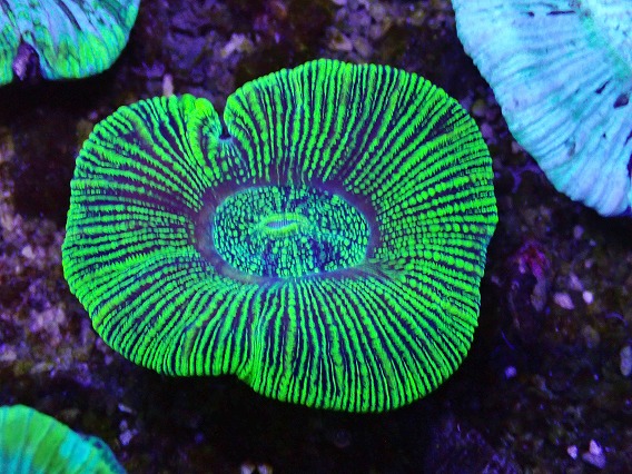 画像1: No.20 オーストラリア産 オオバナサンゴ グリーン (1)