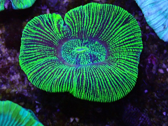 画像2: No.20 オーストラリア産 オオバナサンゴ グリーン (2)