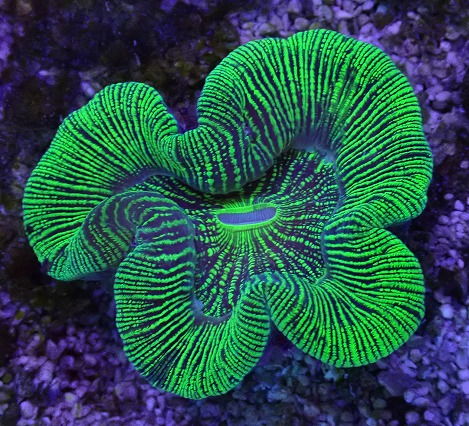 値下げ！オーストラリア産　オオバナサンゴ 値下げ！オーストラリア産 オオバナサンゴ 値下げ！オーストラリア産