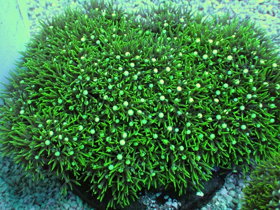 超特大 入荷史上最大級 沖縄産スターポリプ メタリックグリーン - REEF-TRIGGER