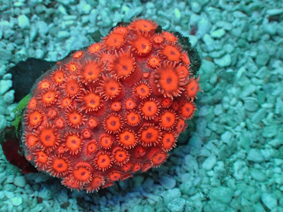 No.43 ナガレハナサンゴ　イエローゴールド|ハードコーラル ユラユラ系 アクアスタイルユー サンゴ 通販 販売 ユラユラ ASY Yahoo!オークション -「ナガレハナサンゴ イエロー」の落札相場・落札価格